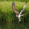 Falco pescatore - Osprey (Pandion haliaetus)