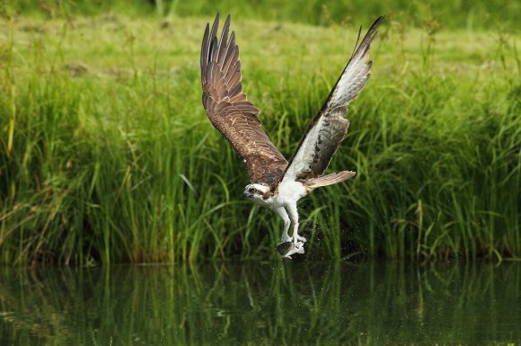 Falco pescatore - Osprey (Pandion haliaetus)