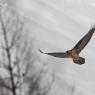 Gipeto - Bearded vulture (Gyps barbatus)