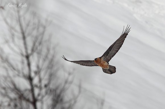 Gipeto - Bearded vulture (Gyps barbatus)