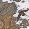 Gipeto - Bearded vulture (Gyps barbatus)