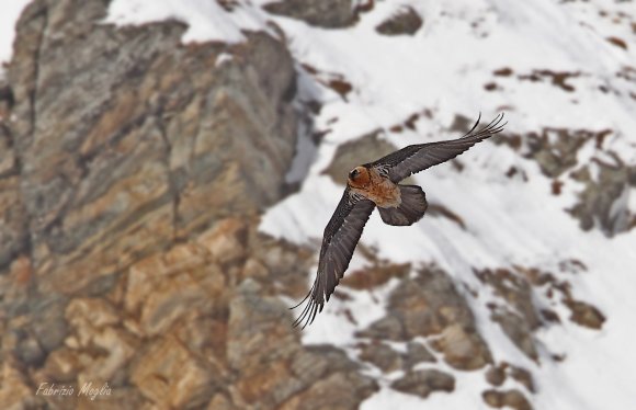 Gipeto - Bearded vulture (Gyps barbatus)