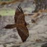 Gipeto - Bearded vulture (Gyps barbatus)