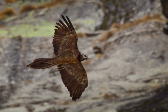 Gipeto - Bearded vulture (Gyps barbatus)