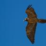 Gipeto - Bearded vulture (Gyps barbatus)