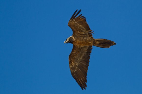 Gipeto - Bearded vulture (Gyps barbatus)