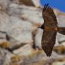 Gipeto - Bearded vulture (Gyps barbatus)