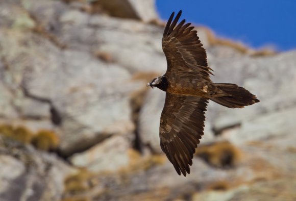 Gipeto - Bearded vulture (Gyps barbatus)