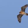 Gipeto - Bearded vulture (Gyps barbatus)