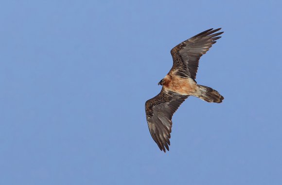 Gipeto - Bearded vulture (Gyps barbatus)