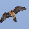 Gipeto - Bearded vulture (Gyps barbatus)