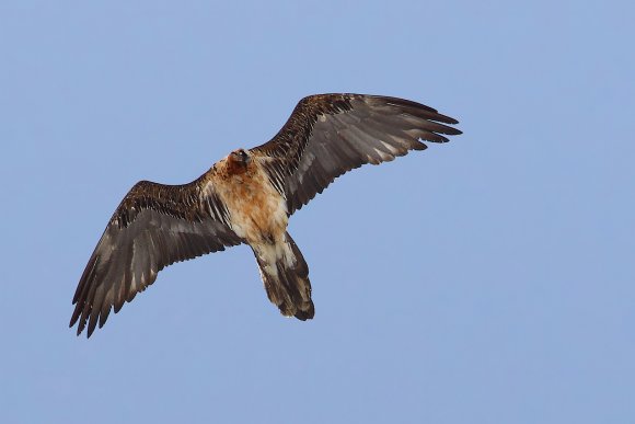 Gipeto - Bearded vulture (Gyps barbatus)