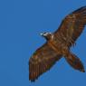 Gipeto - Bearded vulture (Gyps barbatus)