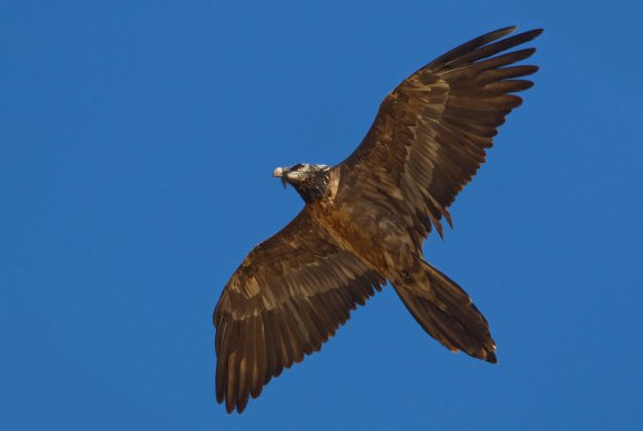 Gipeto - Bearded vulture (Gyps barbatus)