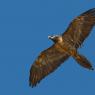 Gipeto - Bearded vulture (Gyps barbatus)