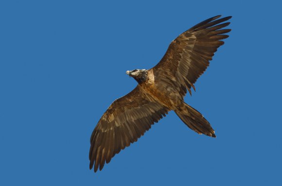 Gipeto - Bearded vulture (Gyps barbatus)