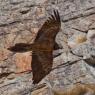 Gipeto - Bearded vulture (Gyps barbatus)