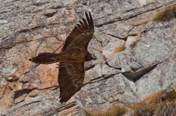 Gipeto - Bearded vulture (Gyps barbatus)
