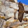 Gipeto - Bearded vulture (Gyps barbatus)