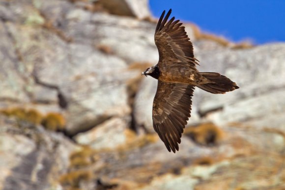 Gipeto - Bearded vulture (Gyps barbatus)