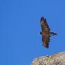 Gipeto - Bearded vulture (Gyps barbatus)