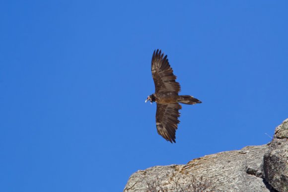 Gipeto - Bearded vulture (Gyps barbatus)