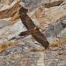 Gipeto - Bearded vulture (Gyps barbatus)