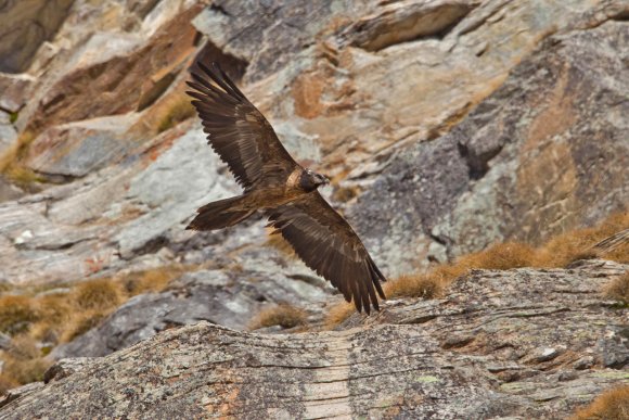 Gipeto - Bearded vulture (Gyps barbatus)