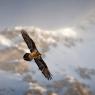 Gipeto - Bearded vulture (Gyps barbatus)