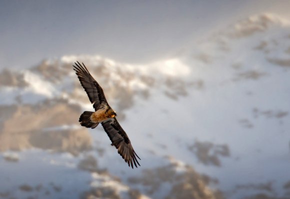 Gipeto - Bearded vulture (Gyps barbatus)