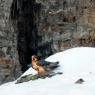 Gipeto - Bearded vulture (Gyps barbatus)