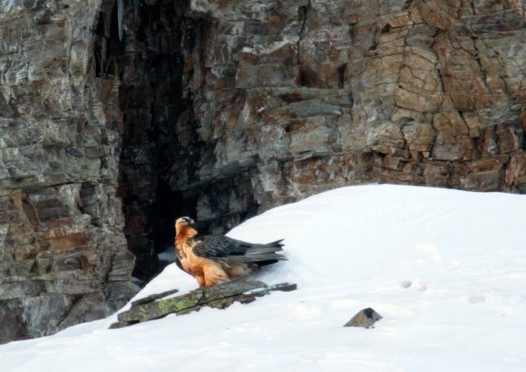 Gipeto - Bearded vulture (Gyps barbatus)