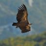 Grifone - Griffon vulture (Gyps fulvus)