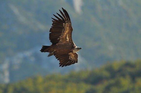 Grifone - Griffon vulture (Gyps fulvus)