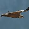 Grifone - Griffon vulture (Gyps fulvus)