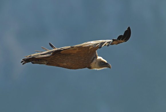 Grifone - Griffon vulture (Gyps fulvus)