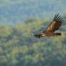 Grifone - Griffon vulture (Gyps fulvus)