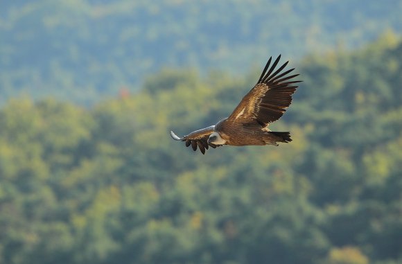 Grifone - Griffon vulture (Gyps fulvus)