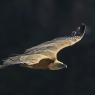 Grifone - Griffon vulture (Gyps fulvus)