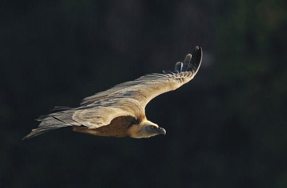 Grifone - Griffon vulture (Gyps fulvus)
