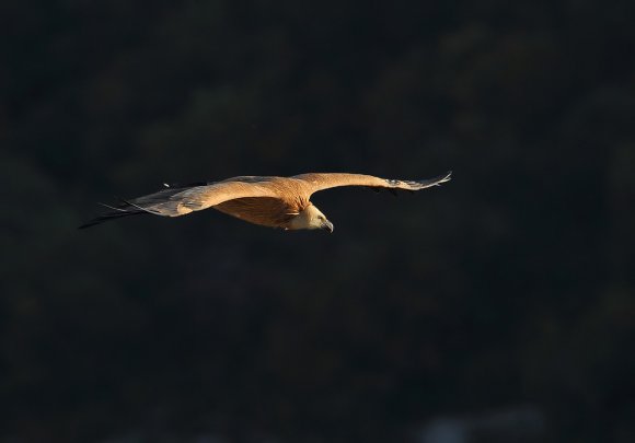 Grifone - Griffon vulture (Gyps fulvus)