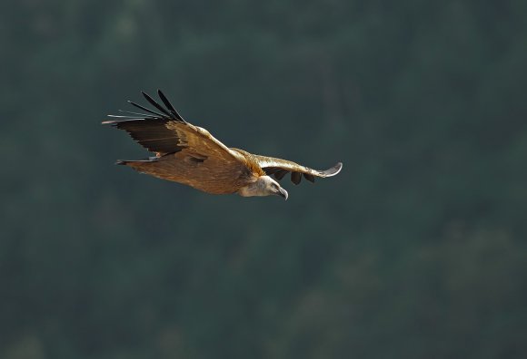 Grifone - Griffon vulture (Gyps fulvus)