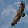 Grifone - Griffon vulture (Gyps fulvus)