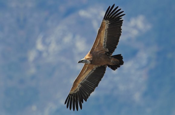 Grifone - Griffon vulture (Gyps fulvus)