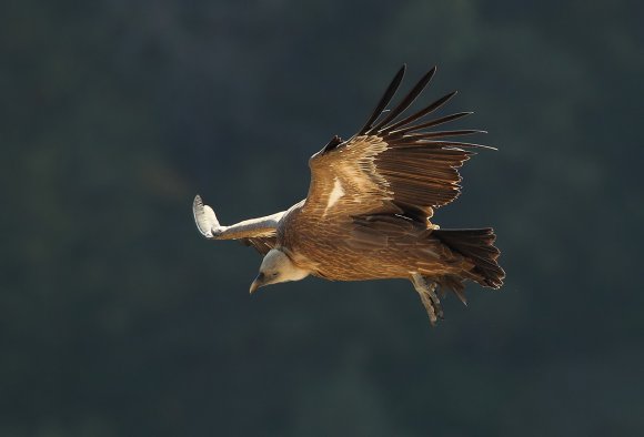 Grifone - Griffon vulture (Gyps fulvus)