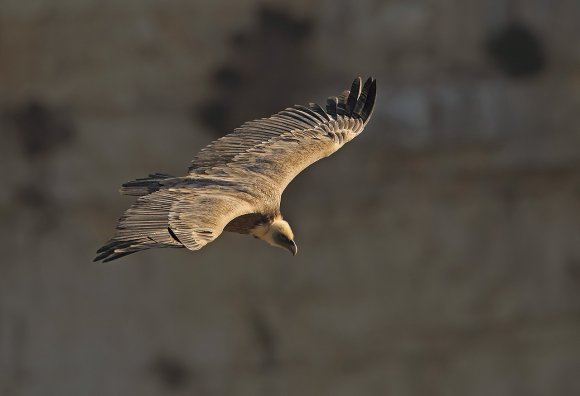 Grifone - Griffon vulture (Gyps fulvus)