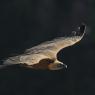 Grifone - Griffon vulture (Gyps fulvus)