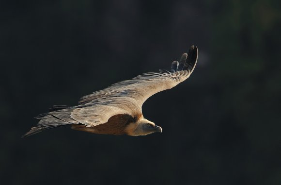 Grifone - Griffon vulture (Gyps fulvus)