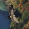 Grifone - Griffon vulture (Gyps fulvus)