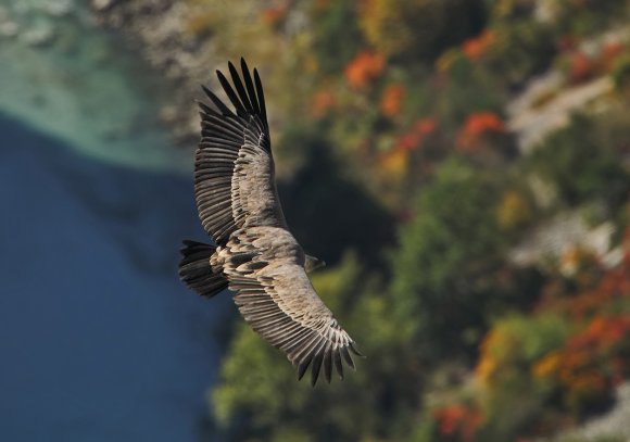 Grifone - Griffon vulture (Gyps fulvus)